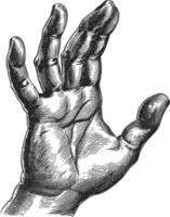 AI generated hand gesture in old engraving style for drawing reference vector