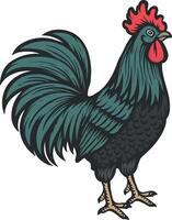 vector colored rooster without background