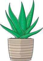 aloe vera plant in a pot vector