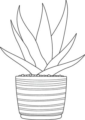 flower in a pot without background