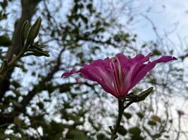 Pink Flower Close Up Shot on the Tree photo