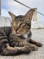 Tabby Cat Close Up View photo