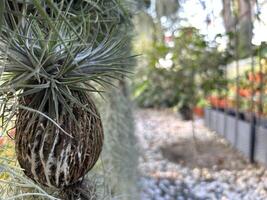 Date Palm Flower Plantation photo