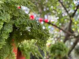 Verdant Fern Leaves Draping Elegantly From a Hanging Pot photo