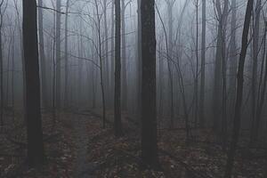 ai generado de miedo verde oscuro bosque naturaleza profesional fotografía foto