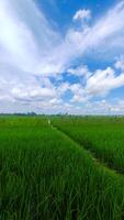 beautiful landscape of rice field or paddy field with cloudscape and blue sky photo