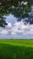 beautiful landscape of rice field or paddy field with cloudscape and blue sky photo