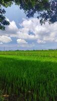 beautiful landscape of rice field or paddy field with cloudscape and blue sky photo