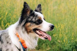 A dog of the Australian Shepherd breed with brown eyes on a walk, close-up. photo