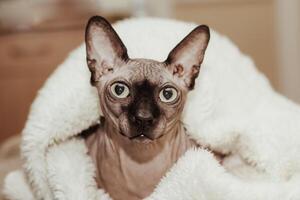 Bald cat of the Canadian Sphynx breed covered with a whip photo