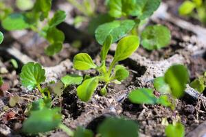 Seedlings of viola flowers in garden pots. photo