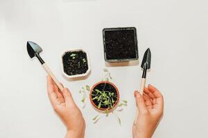 Garden hand tools, a pot with a seedling plant. photo