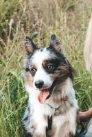 A dog of the Australian Shepherd breed with brown eyes on a walk, close-up. photo