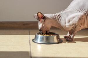 Canadian bald sphynx cat with blue eyes eats dry food. photo