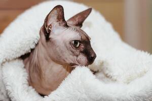 Bald cat of the Canadian Sphynx breed covered with a whip photo