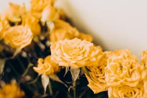 Small yellow bush roses on a white background with a place for text photo