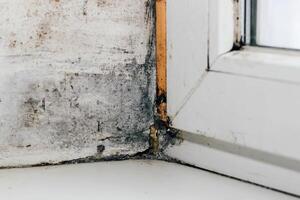 A blackened blooming fungus in the corner of the window. photo