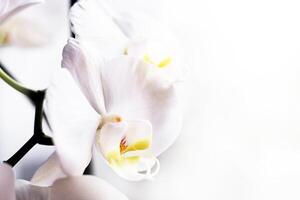 Branch of blooming white orchid close-up, phalaenopsis.. photo
