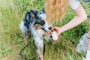 The dog of the Aussie Australian shepherd gives a paw, obeys the command on a walk photo