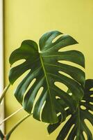 Monstera leaf on a green background in the interior of the apartment. photo