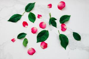 Petals of pink roses on a white background with a place for text. photo