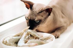 Hairless sphinx cat eats a sea shrimp photo