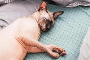 A bald cat of the Canadian Sphynx breed with obesity photo