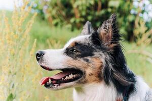 A dog of the Australian Shepherd breed with brown eyes on a walk, close-up. photo