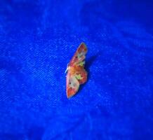 Mini Red Moth on Blue Curtain Photo