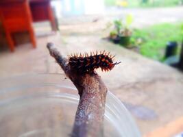 Front View of a Caterpillar Walking on a Branch photo