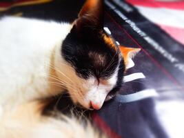 Mother Cat Sleeping Soundly photo