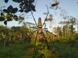 Tropical Spider in its Web with Blurred Background photo