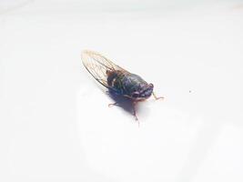 Diagonal view of cicada on the Floor Photo