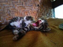 foto de un gatito bostezando