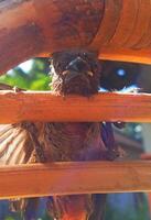 Front View of a Trapped Sparrow on Rattan Chair Photo