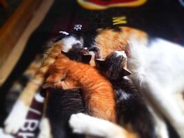 Tres dormido gatito foto