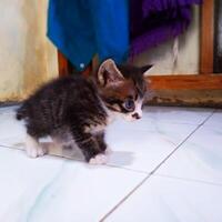 Walking Baby Kitten Photo