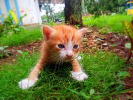 Heartrending Images of Adandoned Kittens photo