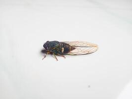 Slide View of a Cicada on the Floor photo