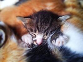adorablemente linda dormido gatito foto
