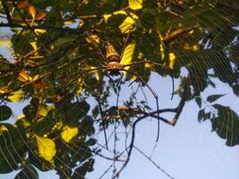 Tropical Spider Floating in Water photo