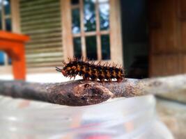 Side View of a Caterpillar Walking on a Branch Again photo