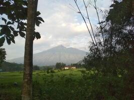 Mountain Blocked by Trees photo