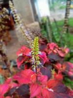 Center View of Tropical Flower Bud About to Bloom photo