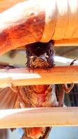 Front View of a Sparrow's Head Trapped in Rattan Chair Photo