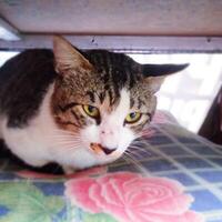 Spotted Cat on a Pillow Photo