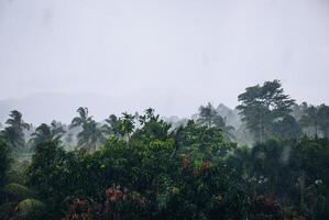 Coconut trees during heavy rain, raindrops visible photo