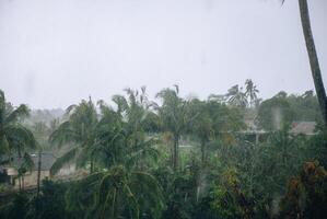 Coconut trees during heavy rain, raindrops visible photo