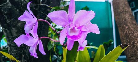 This is the Cattleya Orchid, which is very beautiful with a vibrant purple colour, adding to its beauty. This orchid is quite popular and is known as the queen of orchids. photo