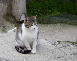 A pretty cat posing on the street photo